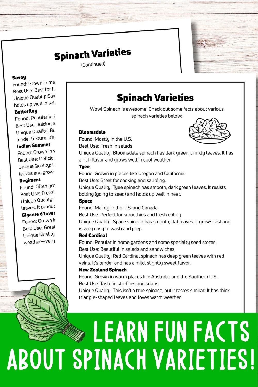 Spinach Mini Gardening Guide