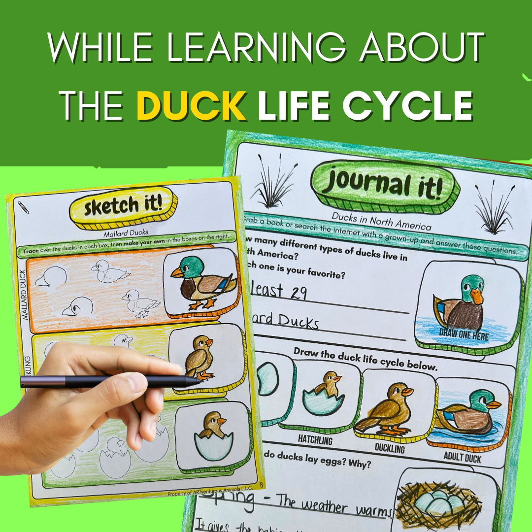 Draw Ducks! Mini Art Journal for Spring: Learn How to Draw the Duck Life Cycle and Discover Symmetry