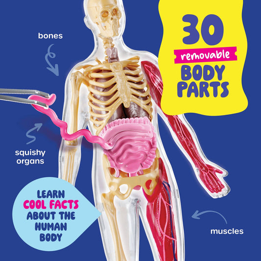 Squish & Learn Human Anatomy Squishy Body Model