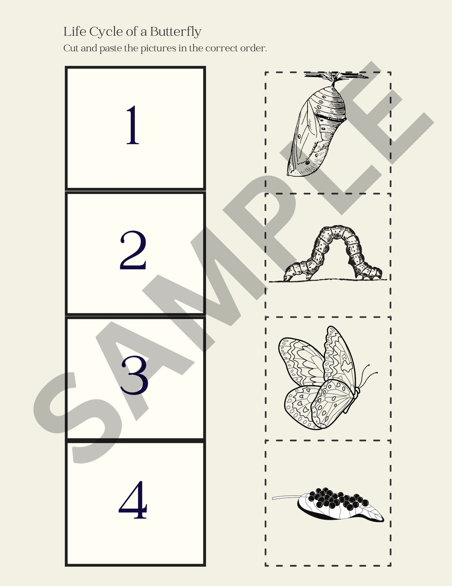 Animal Life Cycle Series: The Butterfly