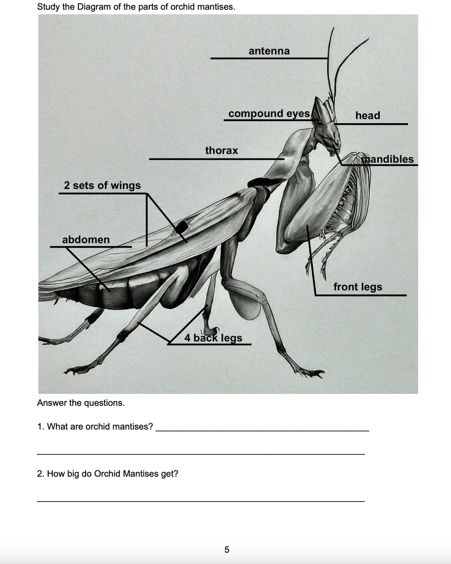 The Orchid Mantis