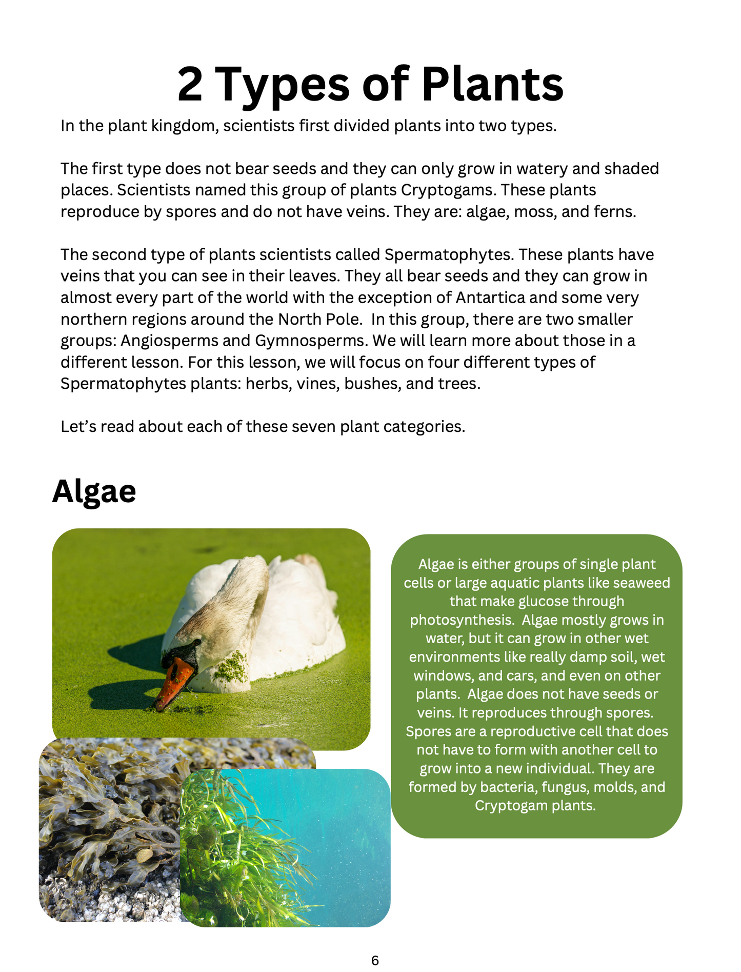 All About Plants Science Unit Study