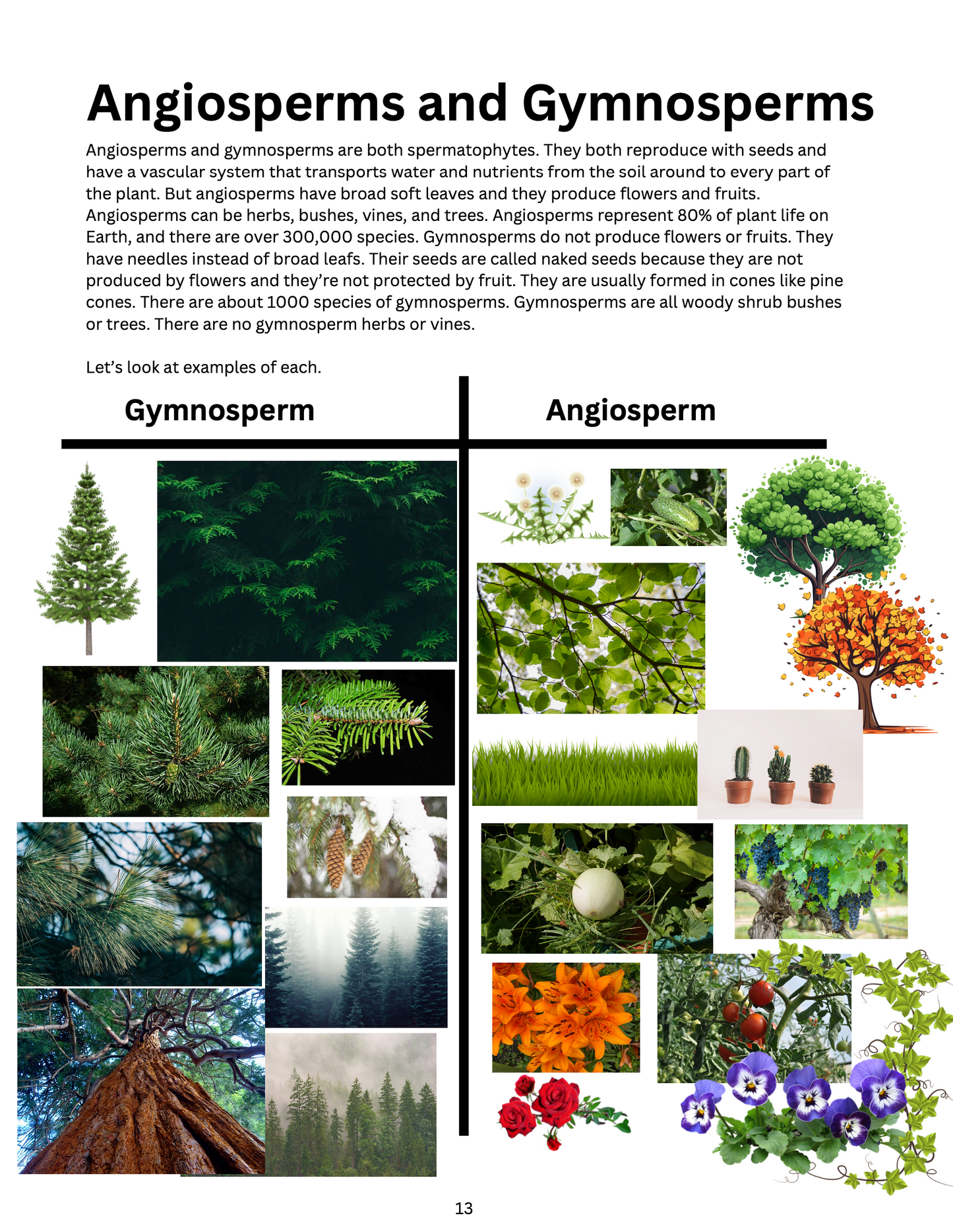 All About Plants Science Unit Study