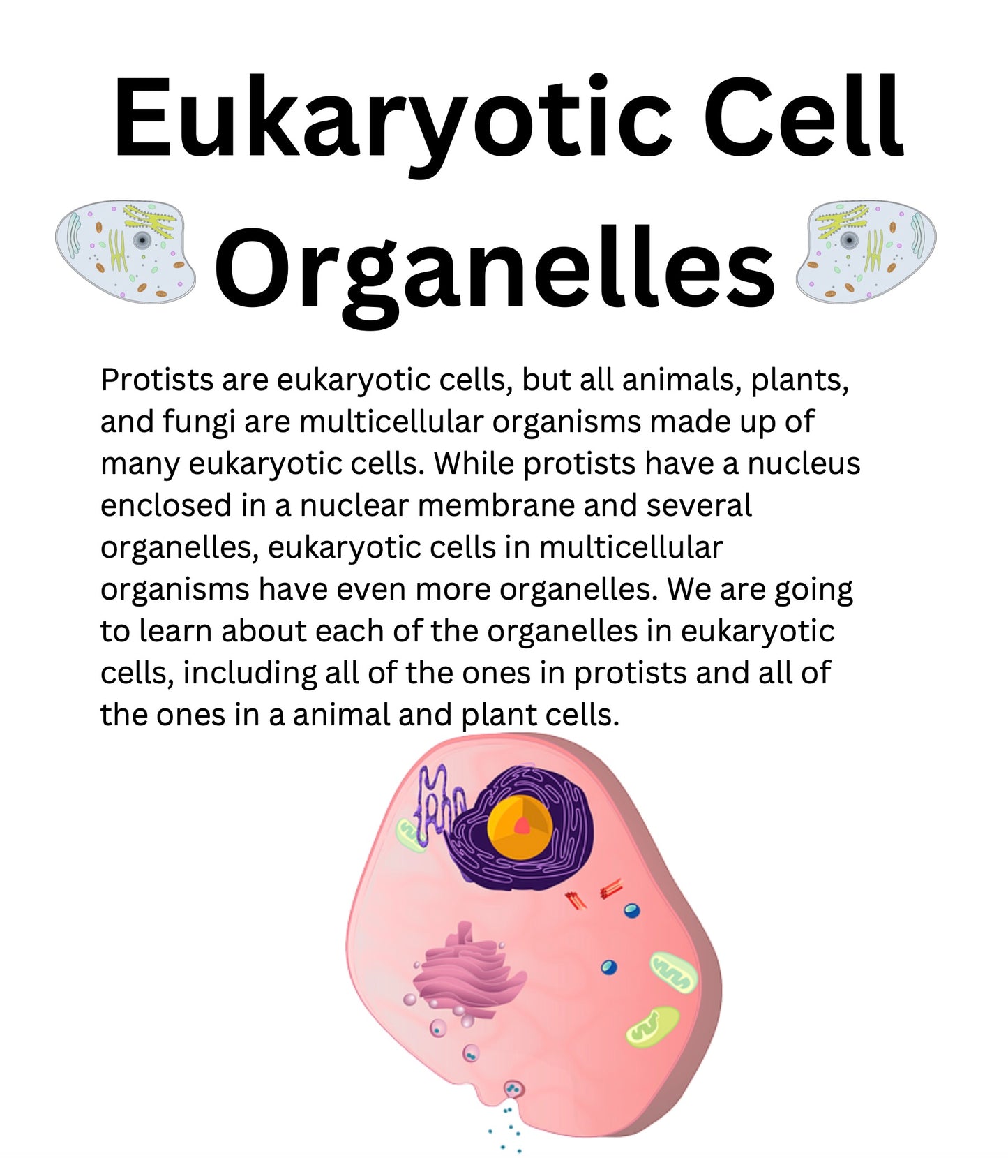 Protist and Eukaryotic Cells