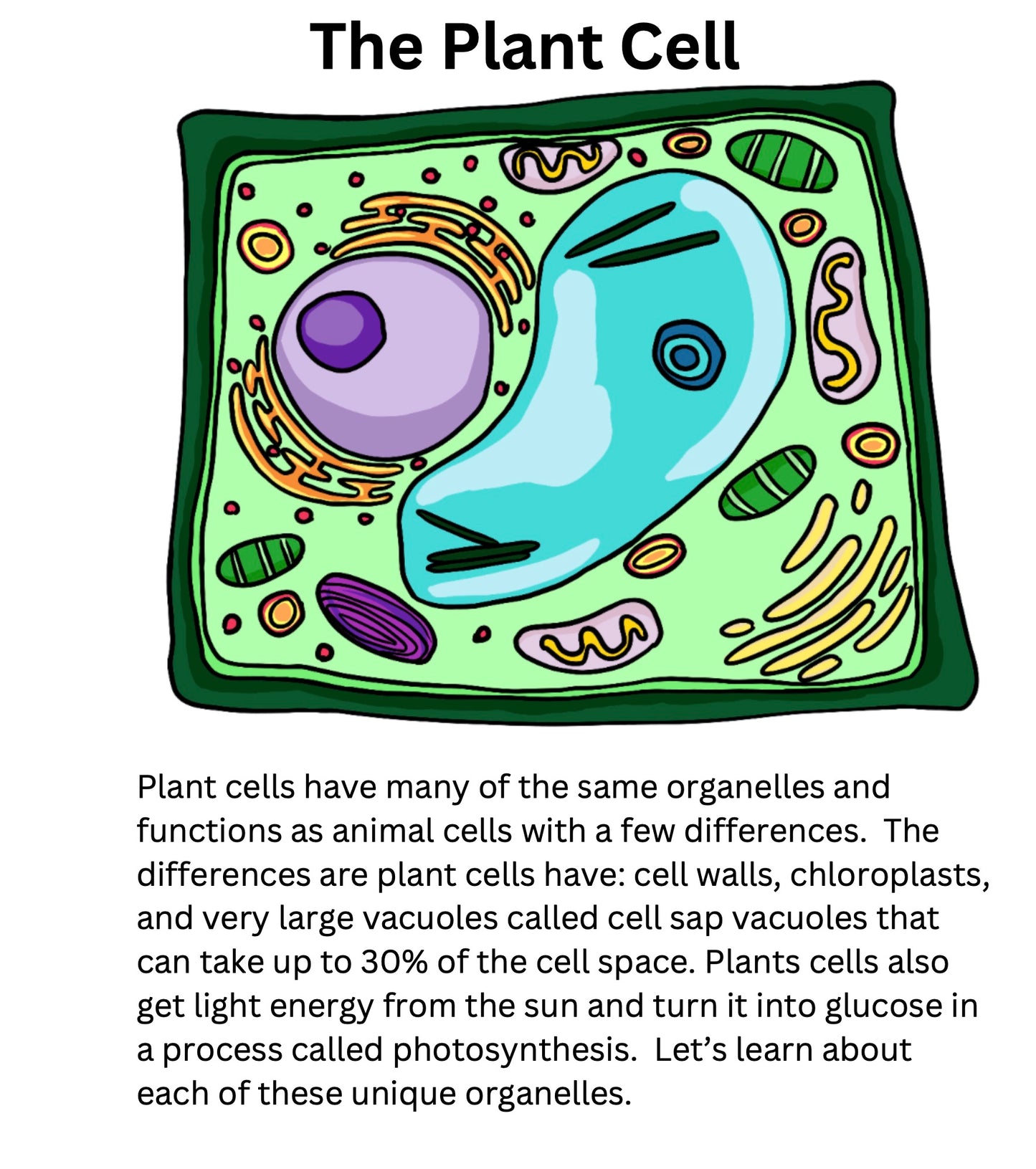 Protist and Eukaryotic Cells