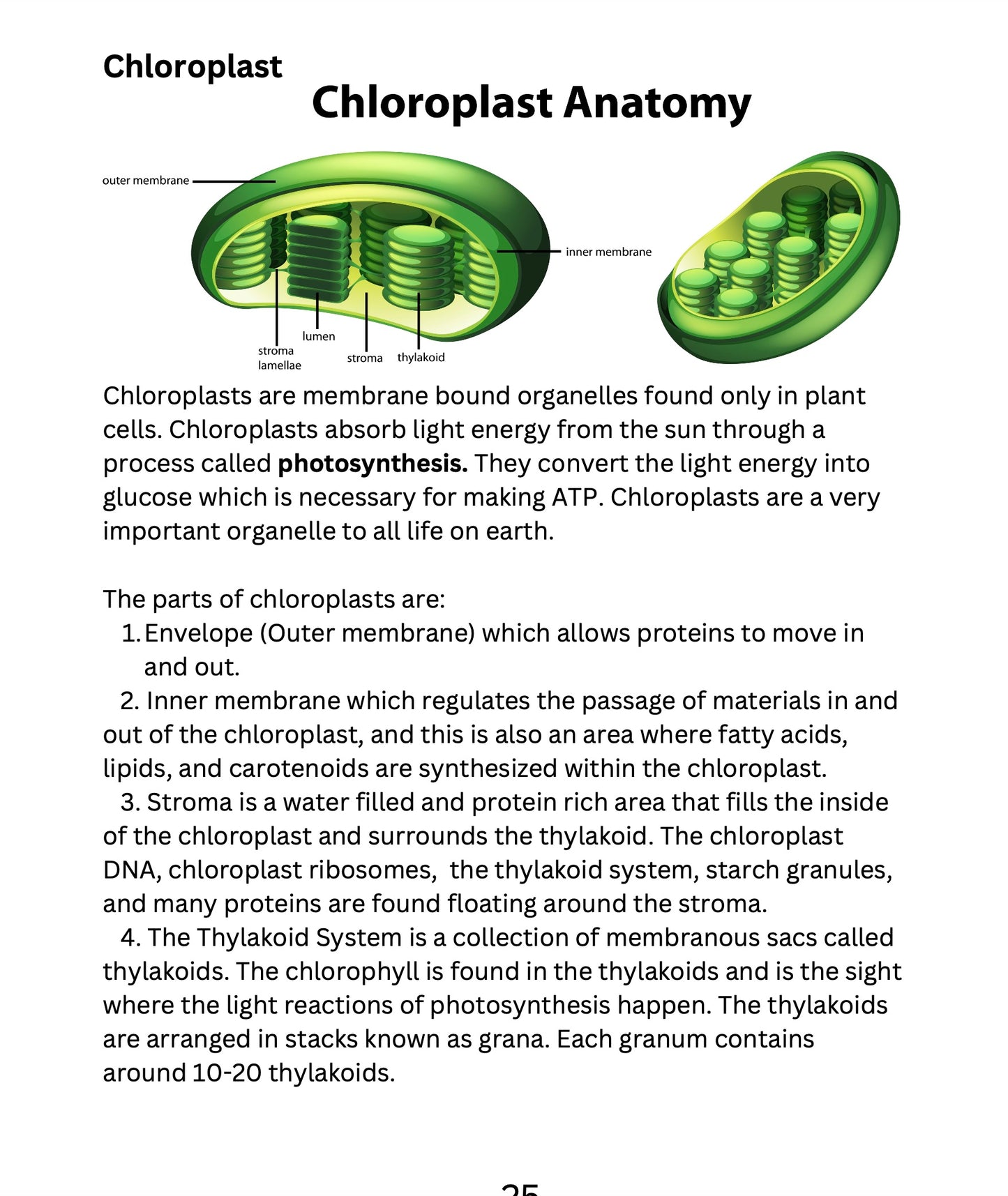 Protist and Eukaryotic Cells