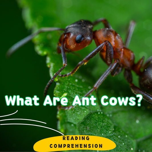 Reading Comprehension + Writing Prompt: What are ant cows? for Grade 2