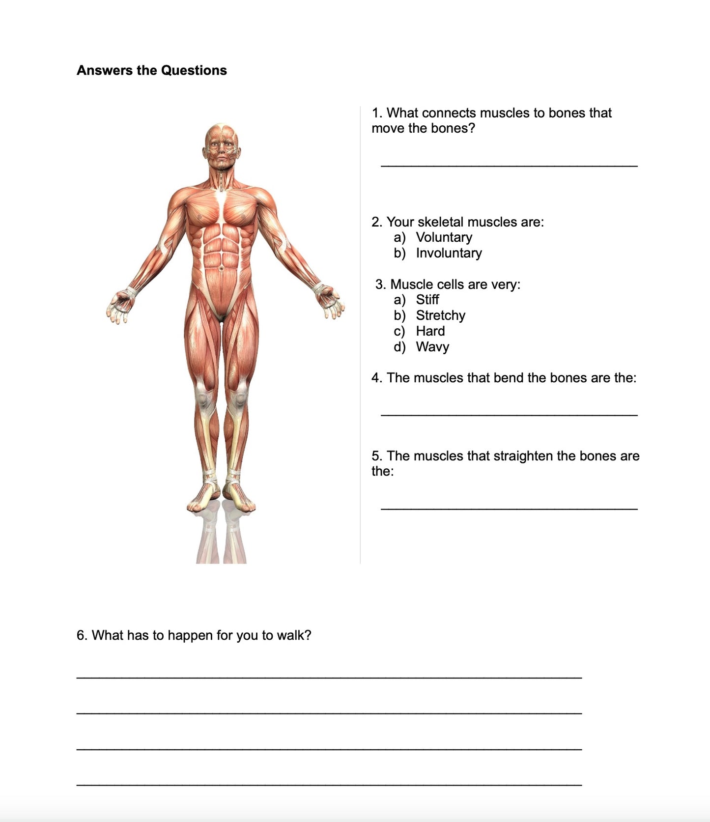 The Muscular System Lesson