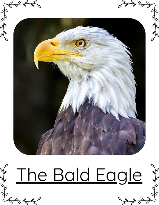 Patriotic Learning Bundle