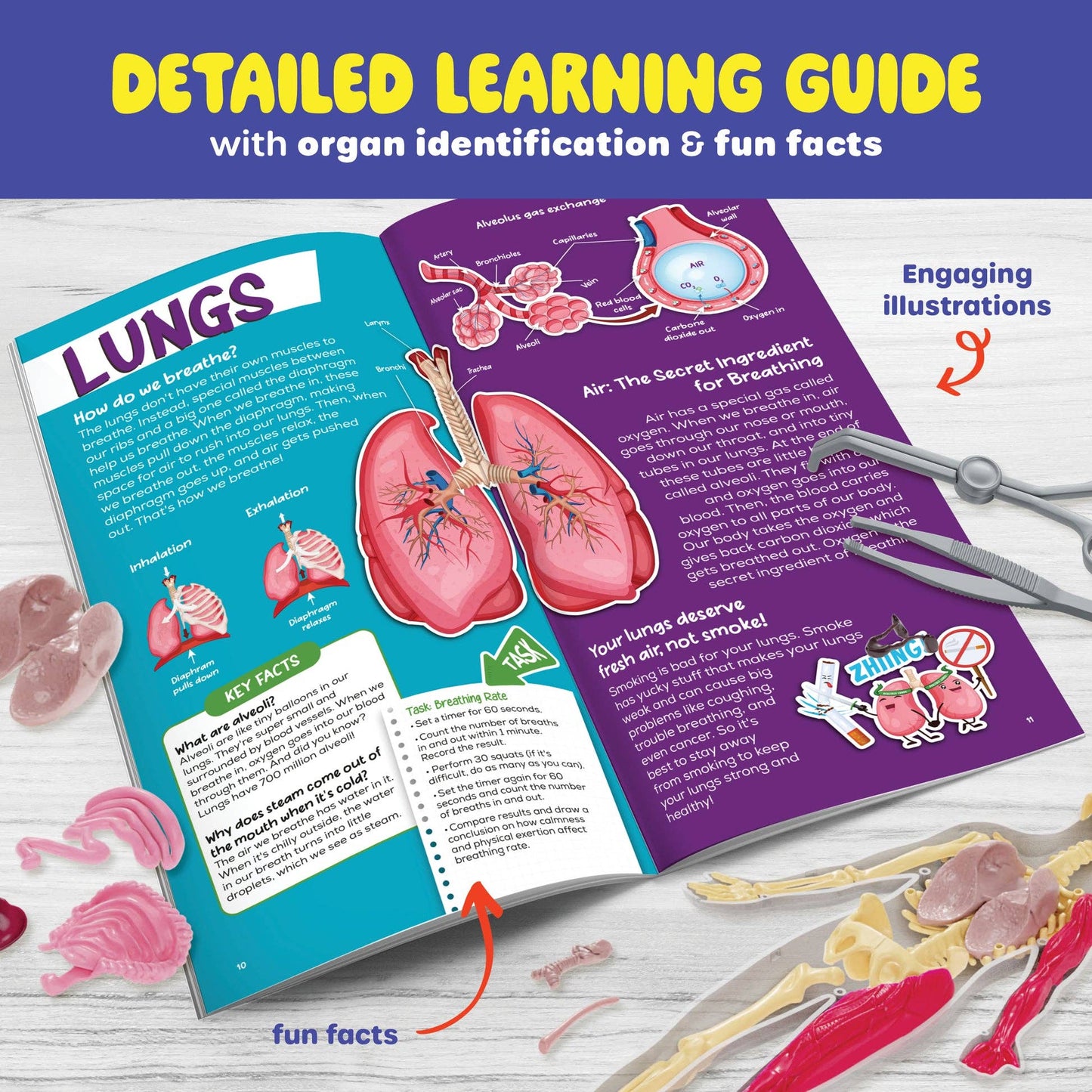 Squish & Learn Human Anatomy Squishy Body Model