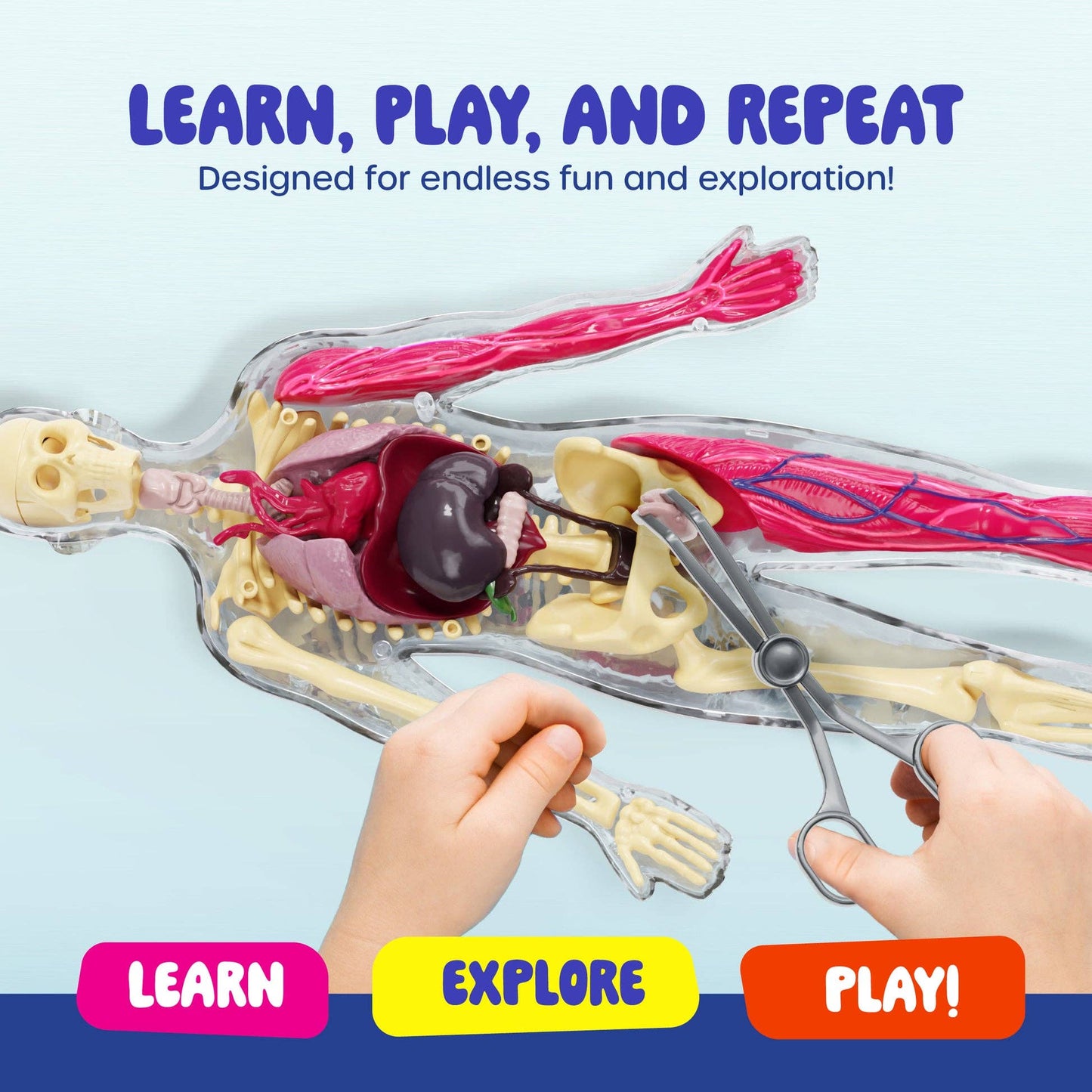 Squish & Learn Human Anatomy Squishy Body Model