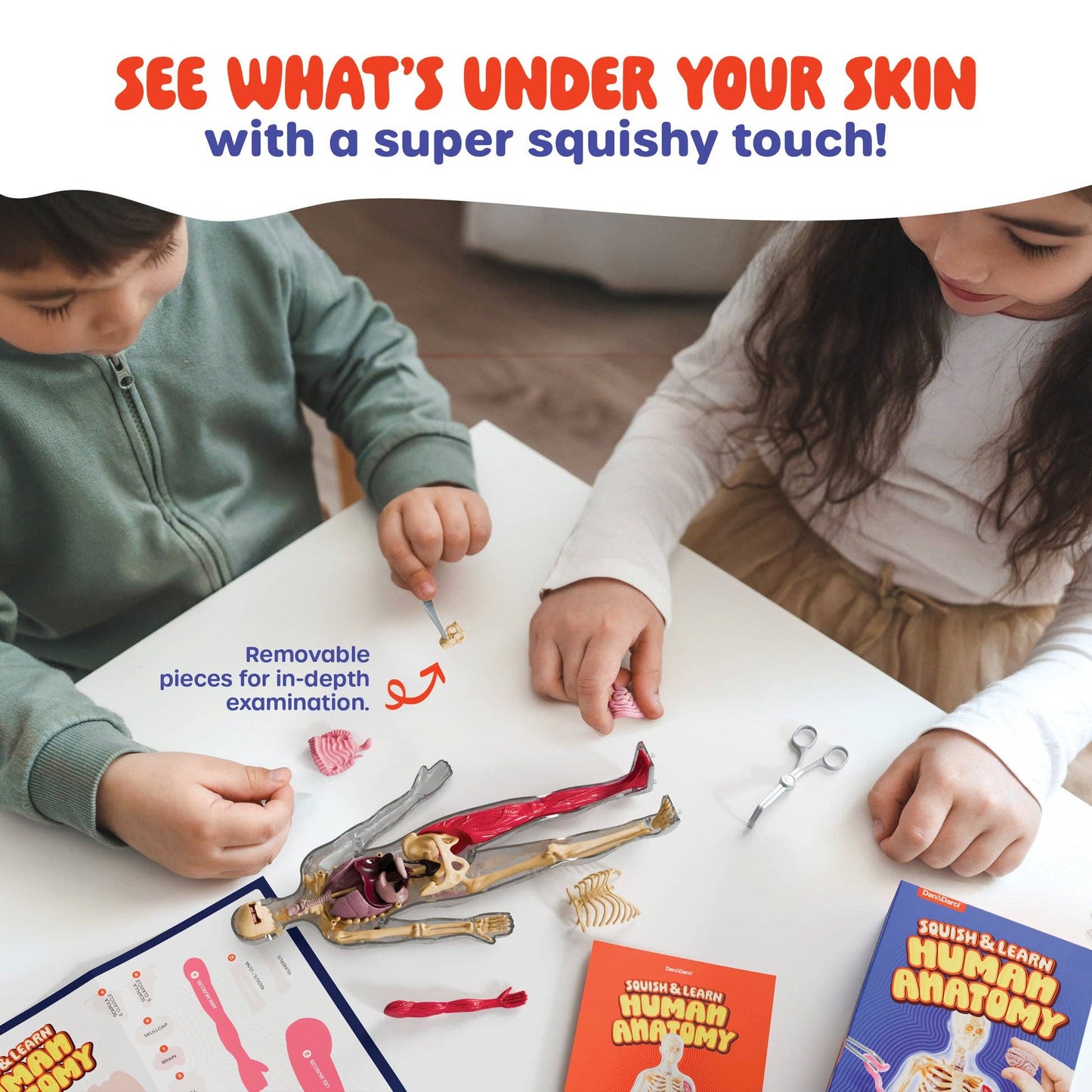 Squish & Learn Human Anatomy Squishy Body Model