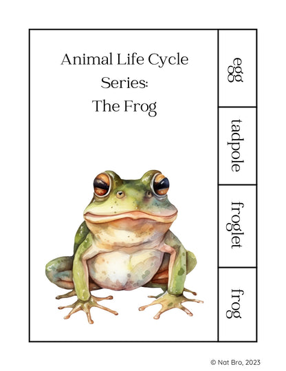 Animal Life Cycle Series: The Frog