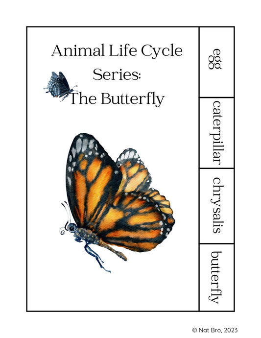Animal Life Cycle Series: The Butterfly