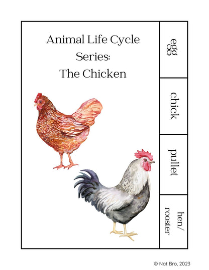 Animal Life Cycle Series: The Chicken