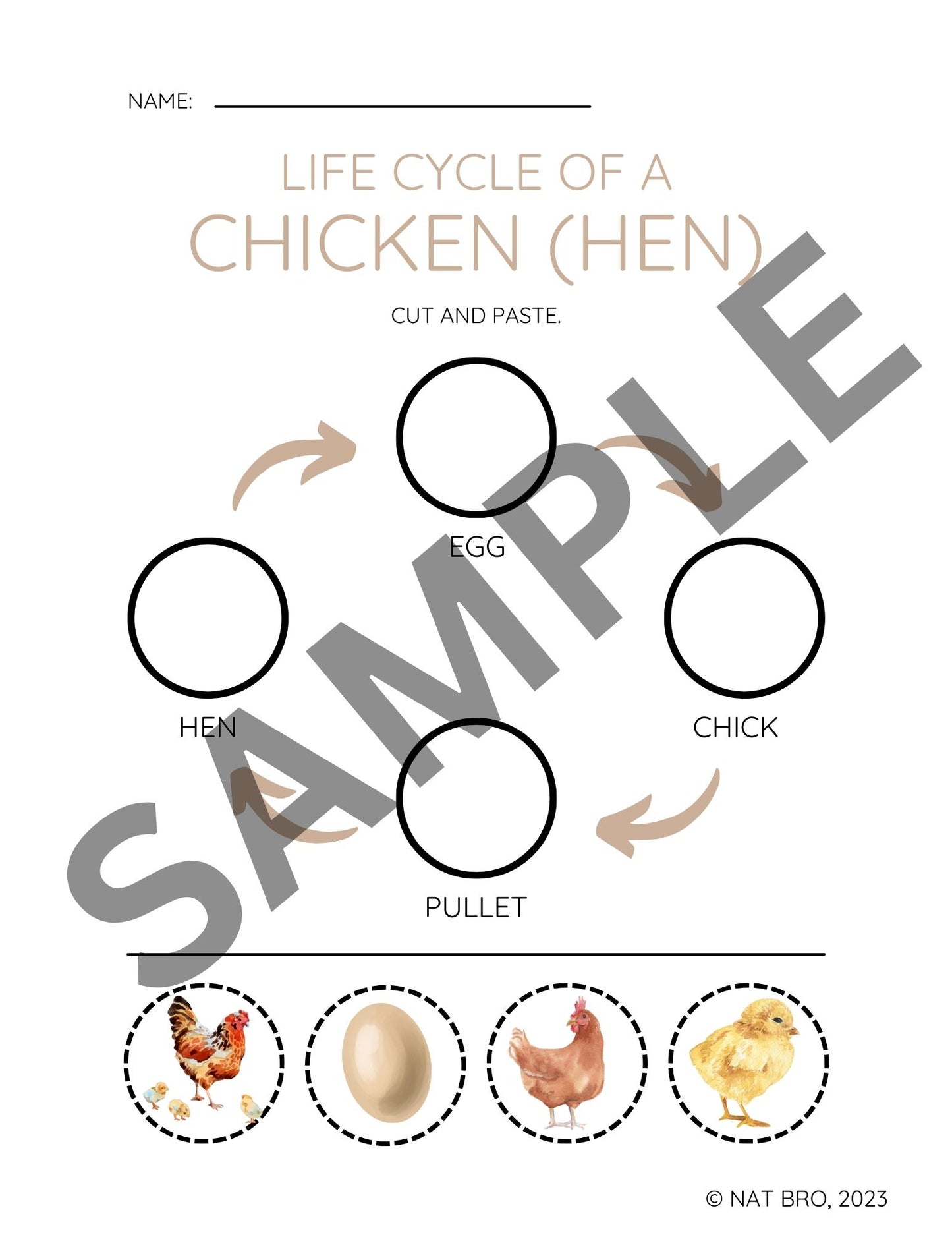 Animal Life Cycle Series: The Chicken