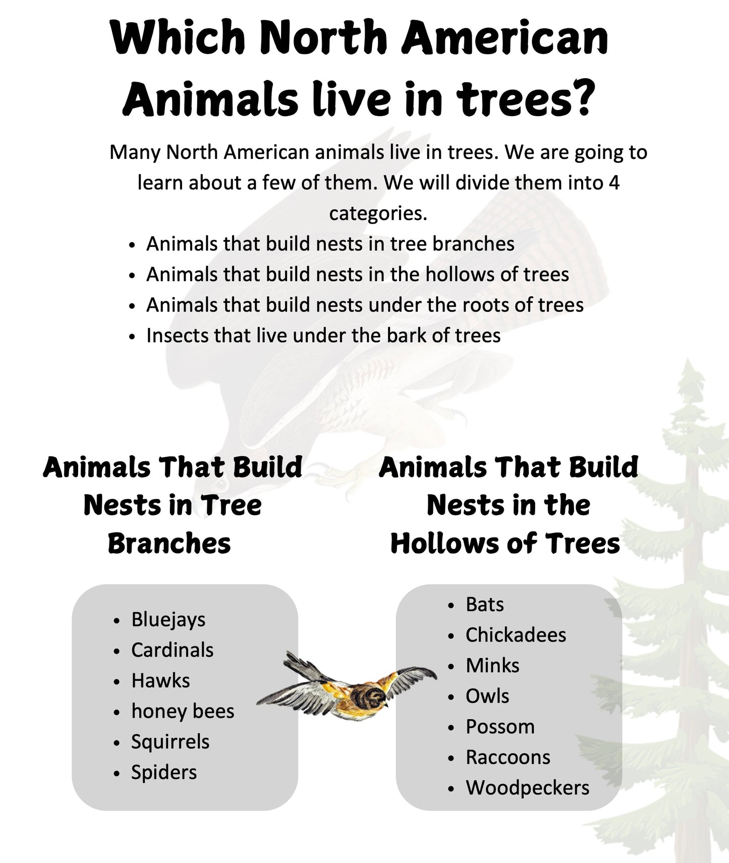 North American Animals that Live in Trees