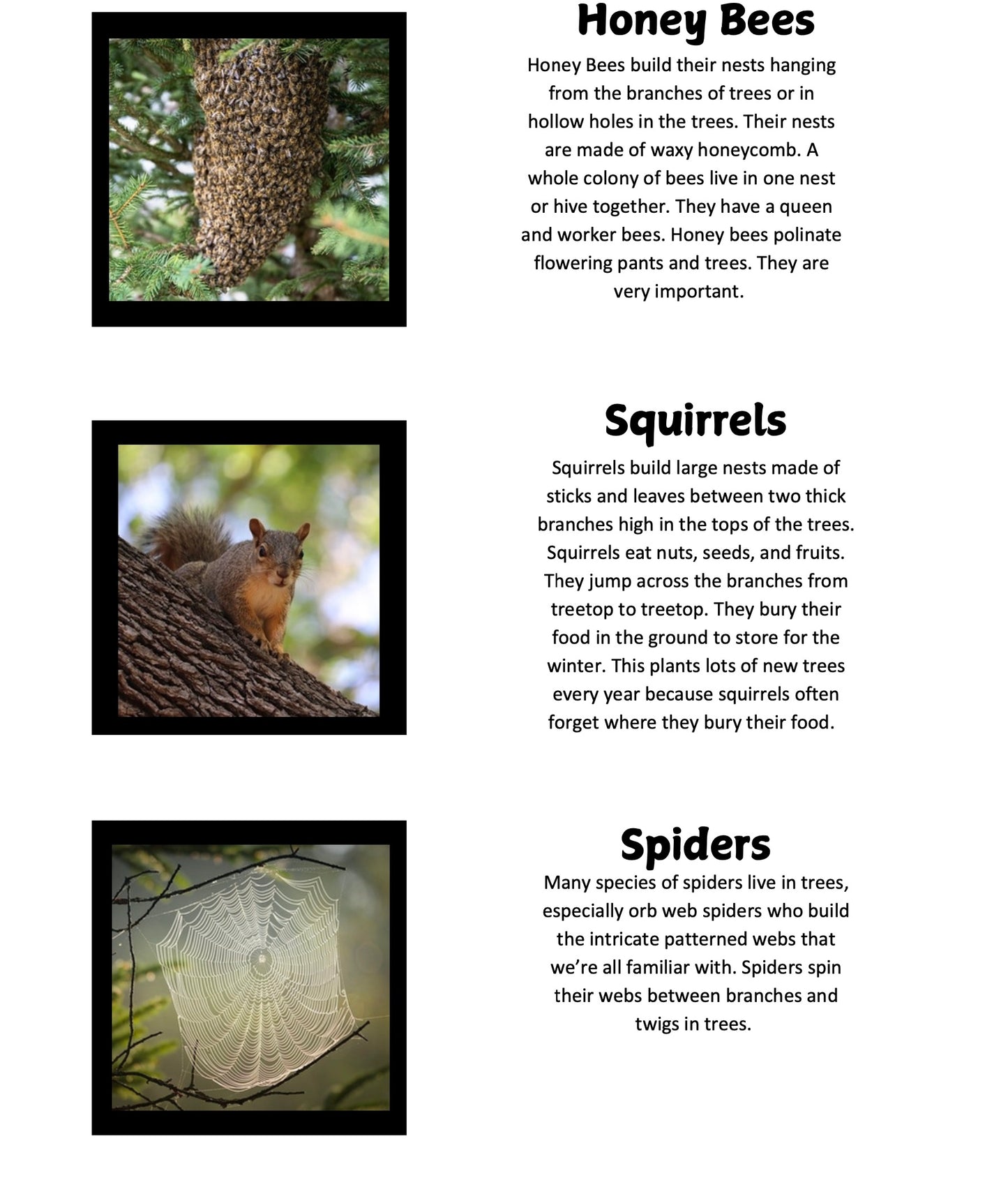 North American Animals that Live in Trees