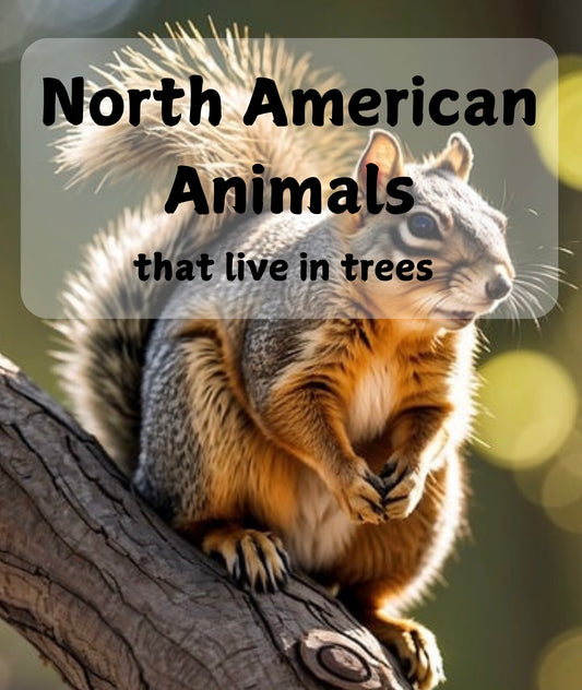 North American Animals that Live in Trees