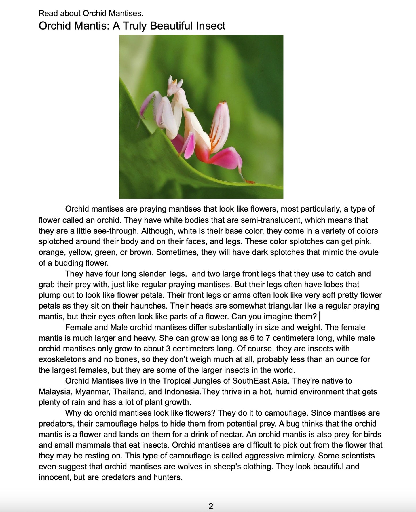 The Orchid Mantis