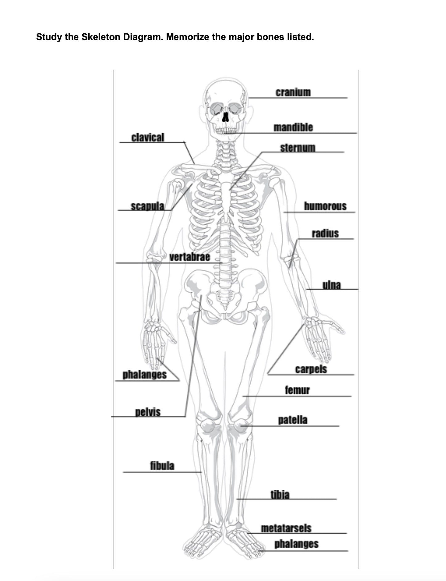 The Skeletal System