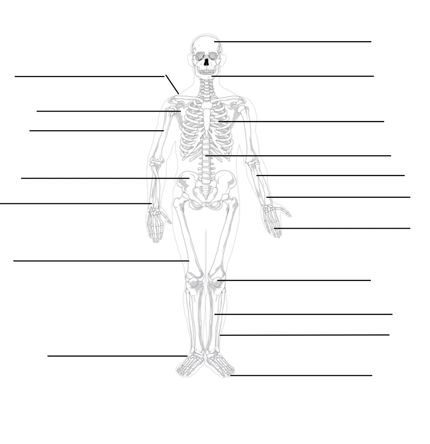 The Skeletal System