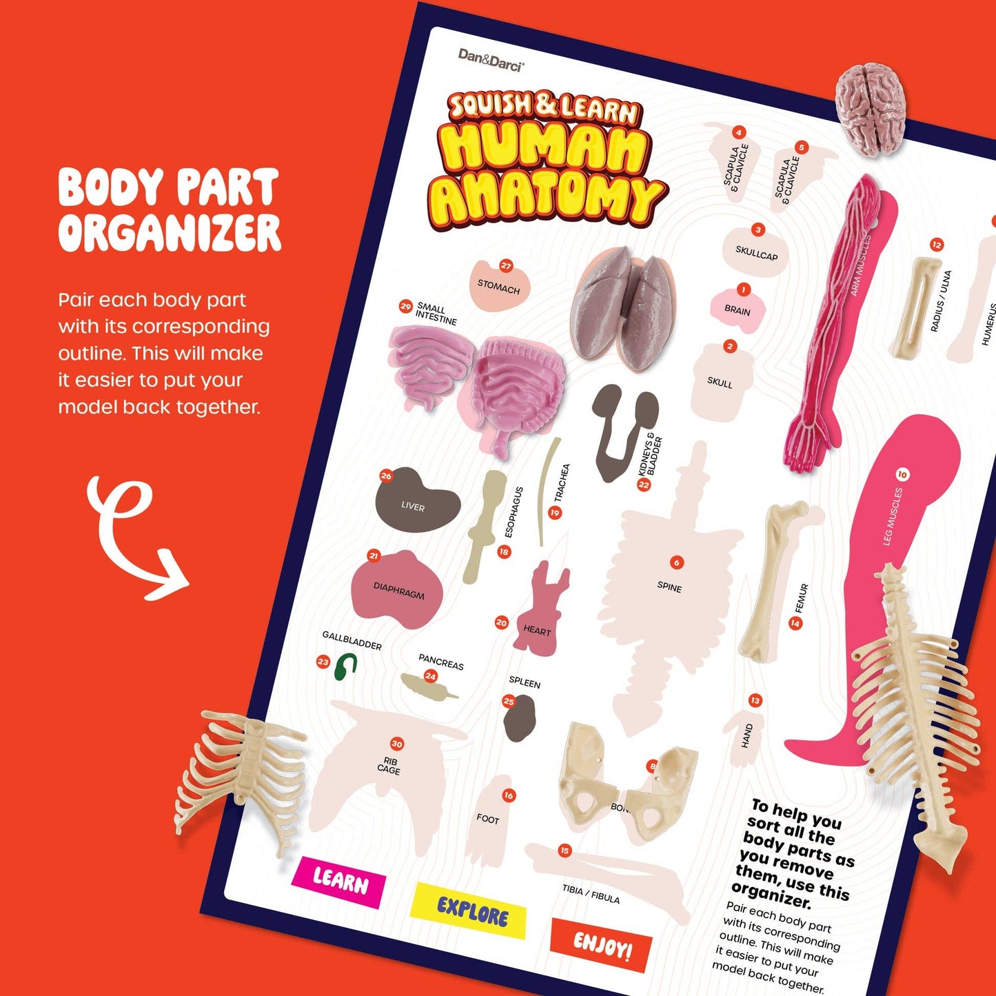 Squish & Learn Human Anatomy Squishy Body Model
