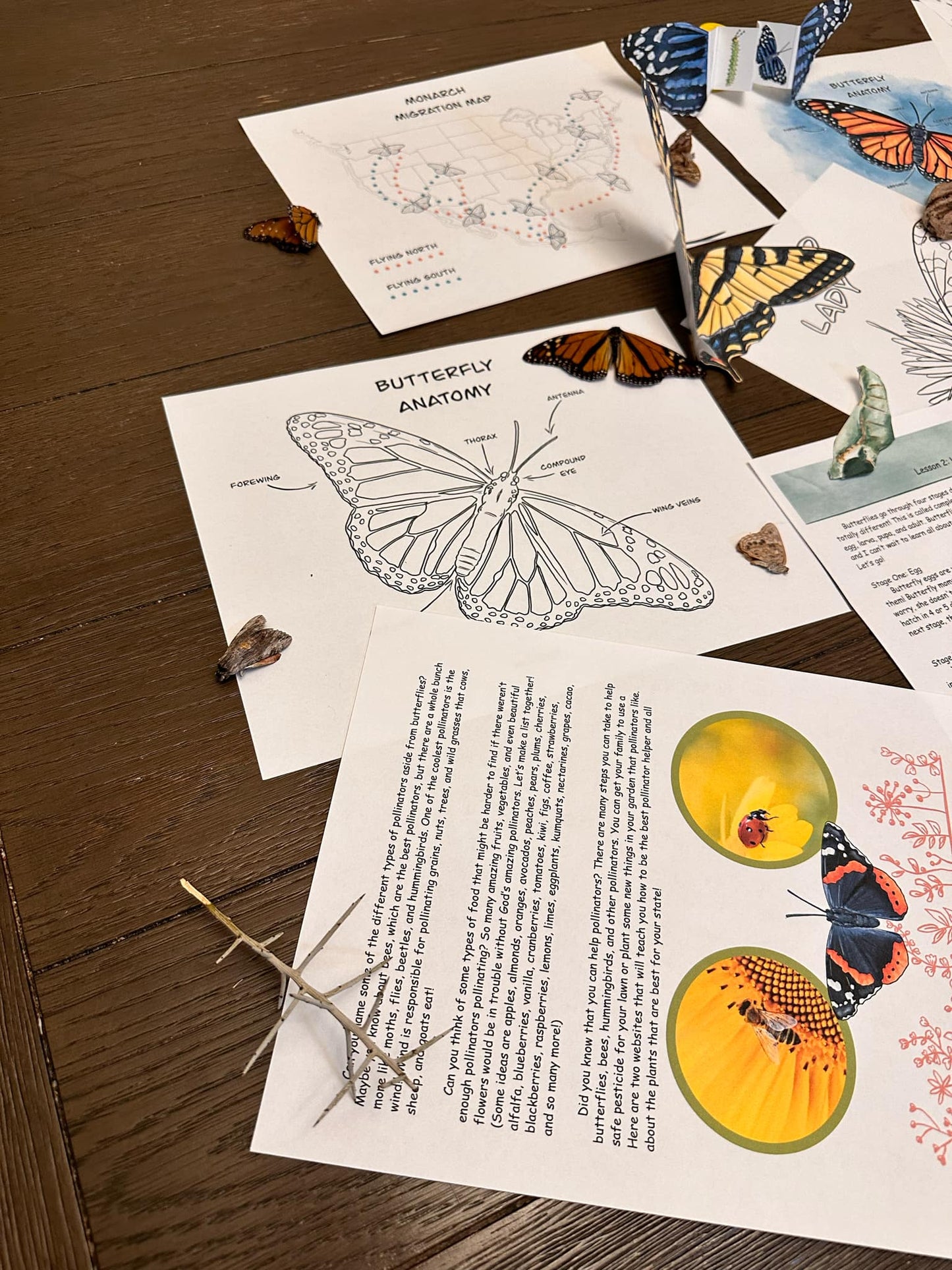 Butterflies Unit Study