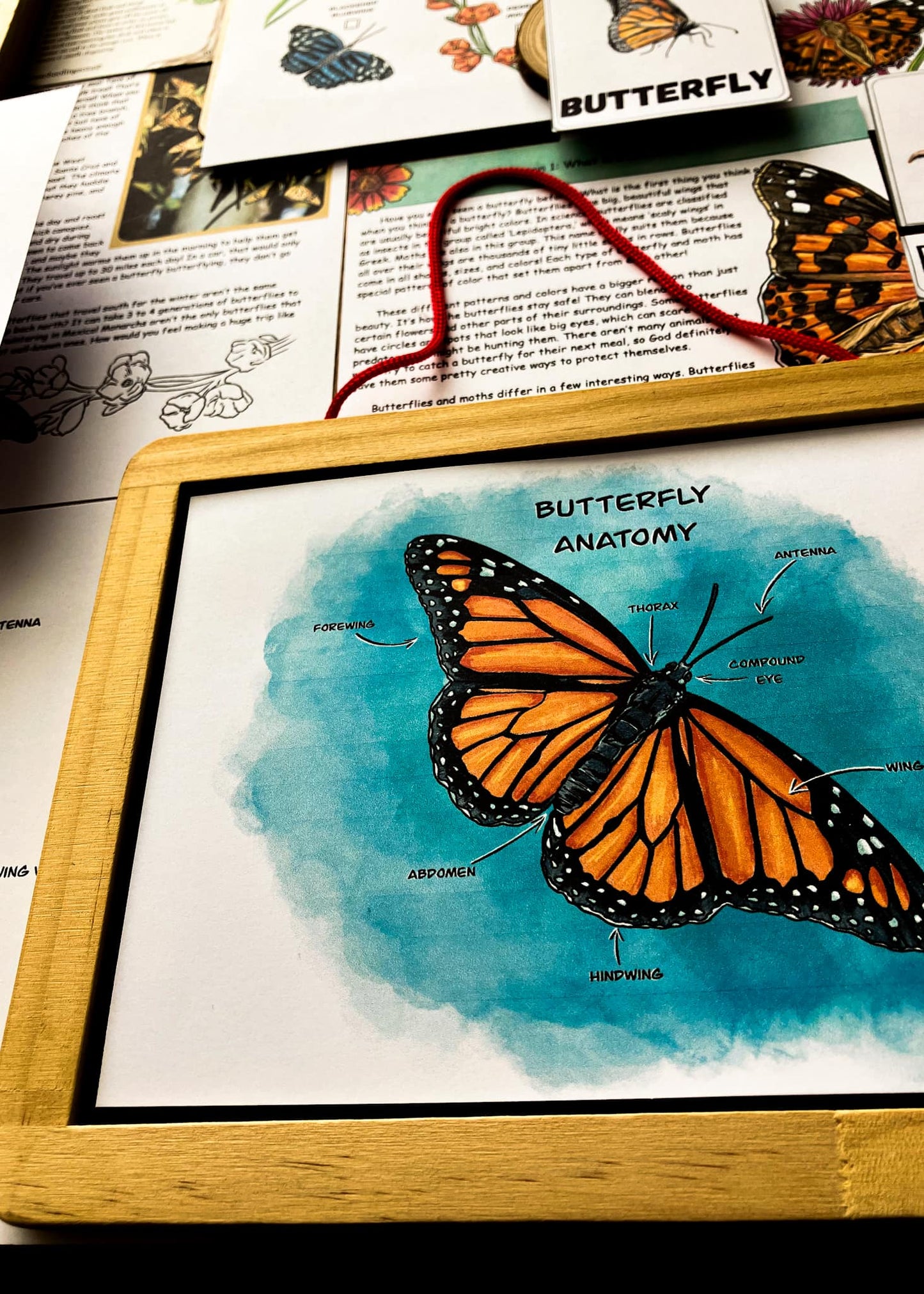 Butterflies Unit Study