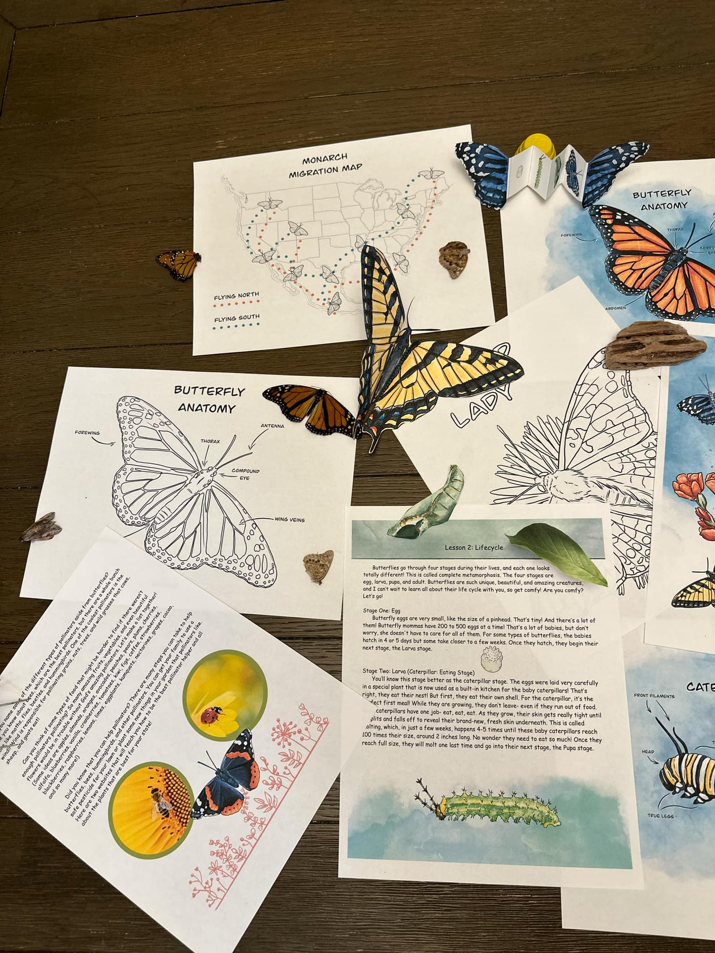 Butterflies Unit Study