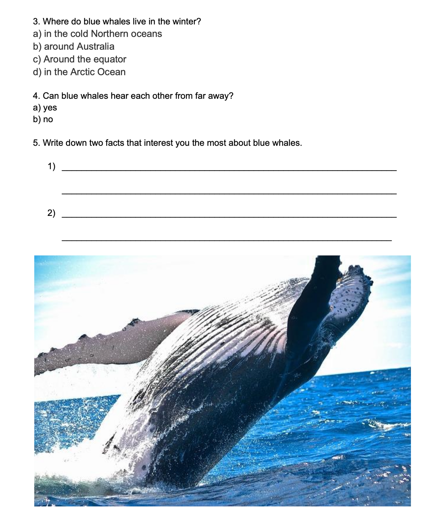 Ocean Mammals for Elementary Ages