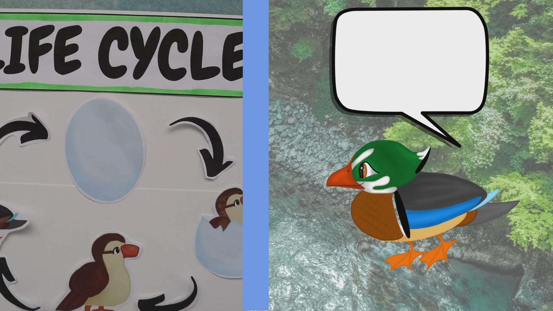 ANIMAL SCIENCE: Duck Life Cycle, Traits, Adaptations, and Animal