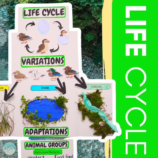 ANIMAL SCIENCE: Duck Life Cycle, Traits, Adaptations, and Animal Groups NGSS Project
