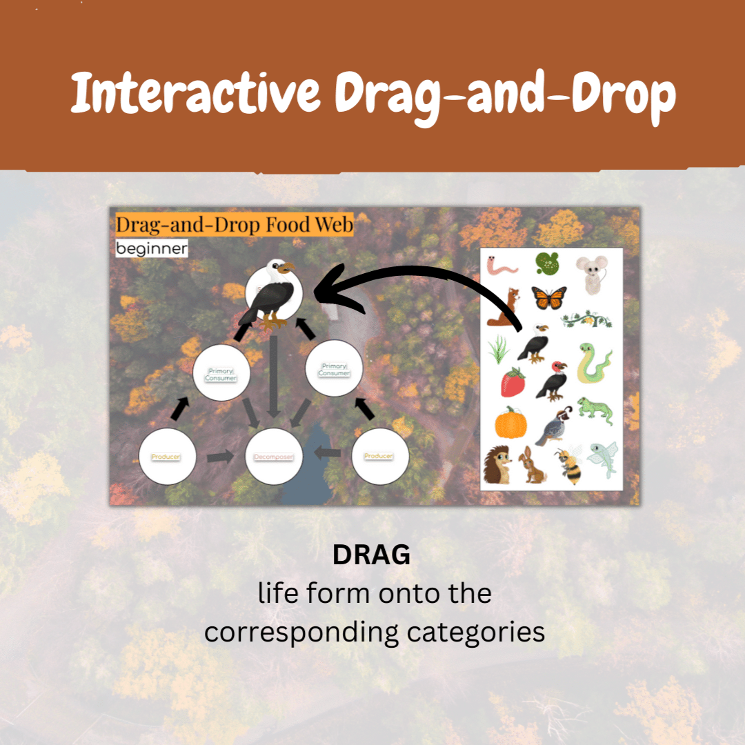 Food Web Digital Game -- Interactive Food Chain and Energy Flow Activity