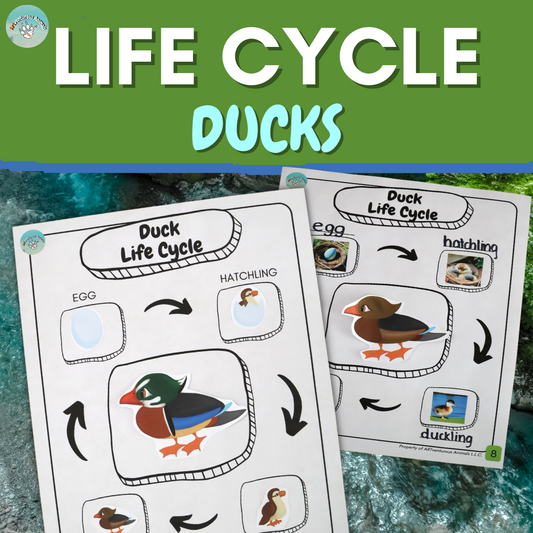 Life Cycle Worksheets Freebie - Duck-themed Homeschool Activity